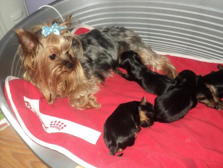 PIPPA A BABÁKKAL