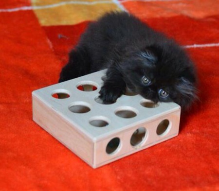 Cicajáték. Kis labda, jutalamomfalat vagy játékegér ad feladatot a cicának ha elbújik a dobozban.  18x18x6cm 